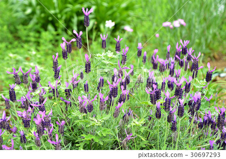 French Lavender French Lavender 30697293
