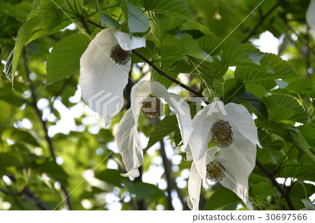 Flowers of handkerchiefs 30697566