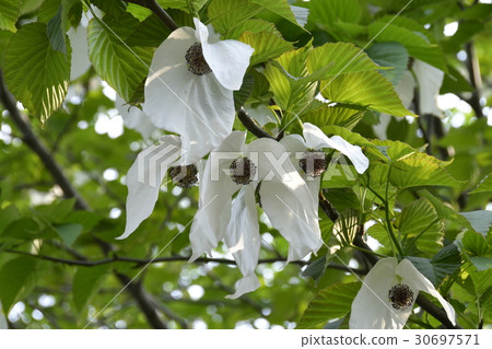 Flowers of handkerchiefs 30697571