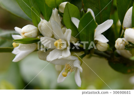 Sakikora Mikan flower 30698681