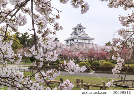 櫻花盛開的Yutaka公園長濱城堡 30699818