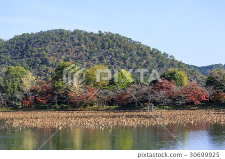 Kyoto · Daikakuji · Osawa Pond Kyoto · Daikakuji · Osawa Pond 30699925