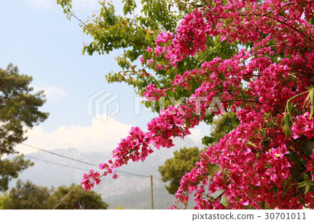 begonvil pink flowers on Kemer street begonvil pink flowers on Kemer street 30701011