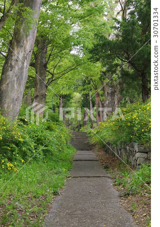 Shinshu Matsumoto's temple Hirosawaji Temple (Hirosawa Temple) Approaching spring Spring is Mr. Shinano guardian Ogasawara Famous Temple Yamabuki flowers are in full bloom Shinshu Matsumoto's temple Hirosawaji Temple (Hirosawa Temple) Approaching spring Spring is Mr. Shinano guardian Ogasawara Famous Temple Yamabuki flowers are in full bloom 30701334