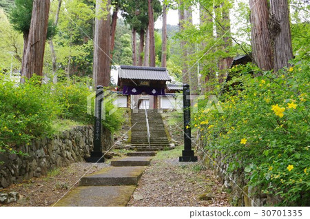 Shinshu Matsumoto's temple Hirosawaji Temple (Hirosawa Temple) Approaching spring Spring is Mr. Shinano guardian Ogasawara Famous Temple Yamabuki flowers are in full bloom Shinshu Matsumoto's temple Hirosawaji Temple (Hirosawa Temple) Approaching spring Spring is Mr. Shinano guardian Ogasawara Famous Temple Yamabuki flowers are in full bloom 30701335