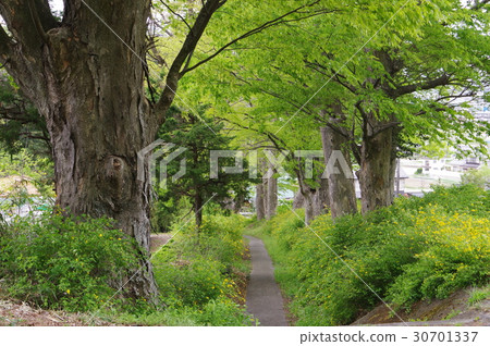 Shinshu Matsumoto's temple Hirosawaji Temple (Hirosawa Temple) Approaching spring Spring is Mr. Shinano guardian Ogasawara Famous Temple Yamabuki flowers are in full bloom 30701337