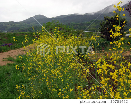 強姦開花 30701422