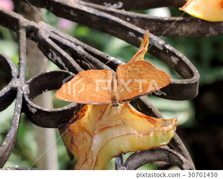 close up of a butterfly eating fruit close up of a butterfly eating fruit 30701450
