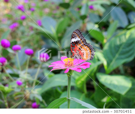 Butterfly in flower field Butterfly in flower field 30701451