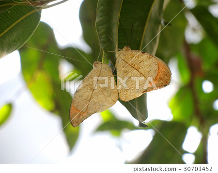 Leaf butterfly Leaf butterfly 30701452