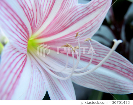 beautiful pink flower beautiful pink flower 30701453