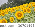 Midsummer Sunflower 30701495