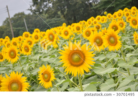 Midsummer Sunflower Midsummer Sunflower 30701495