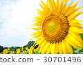 Midsummer Sunflower 30701496