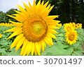 Midsummer Sunflower 30701497