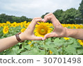 Midsummer sunflower and heart 30701498