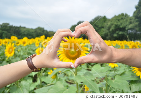 仲夏向日葵和心臟 仲夏向日葵和心臟 30701498