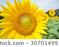 Midsummer Sunflower 30701499