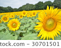 Midsummer Sunflower 30701501