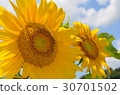 Midsummer Sunflower 30701502