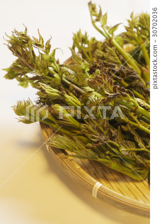 Buds and cockroaches of spring mountain vegetable cods Buds and cockroaches of spring mountain vegetable cods 30702036