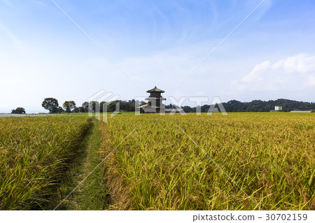 Tamaji城堡廢墟和古老米的八角形鼓 30702159