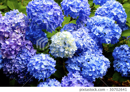 繡球花茨城縣水戶市 30702641