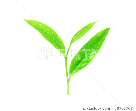green tea leaves with drops of water on white 30702708
