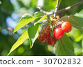A cherry tree turned into a tree 30702832