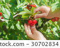 Cherry hunting 30702834