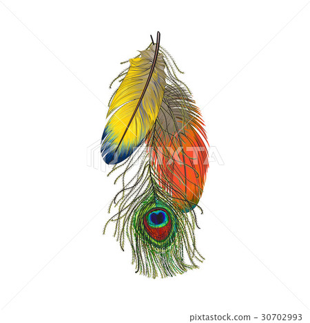 Hand drawn set of colorful bird feathers, parrots - Stock Illustration ...