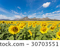 Sunflower in Valley 30703551