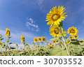 Sunflower in Valley 30703552