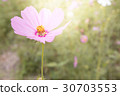 Cosmos in the Garden 30703553