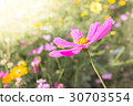 Cosmos in the Garden 30703554
