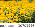 Marigold flower garden. 30703556