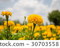 Marigold flower garden 30703558