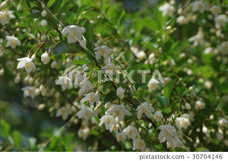 蘇合香 蘇合香 30704146