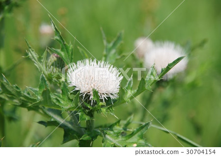 白薊 白薊 30704154