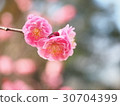 小白 30704399