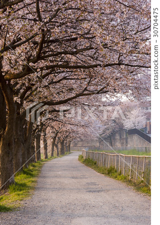Sakurado 30704475