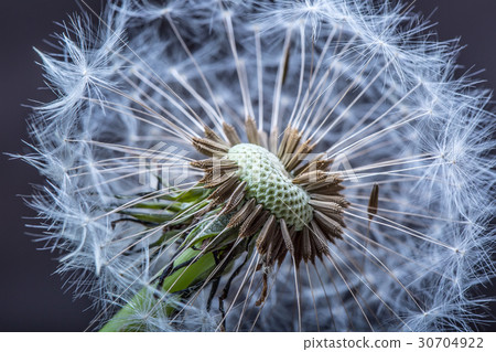 Dandelion tranquil abstract closeup art background Dandelion tranquil abstract closeup art background 30704922