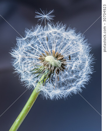 Dandelion tranquil abstract closeup art background 30704923