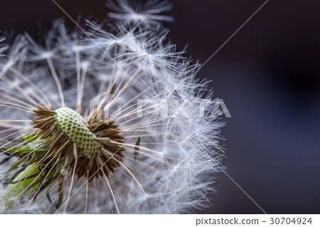 Dandelion tranquil abstract closeup art background Dandelion tranquil abstract closeup art background 30704924