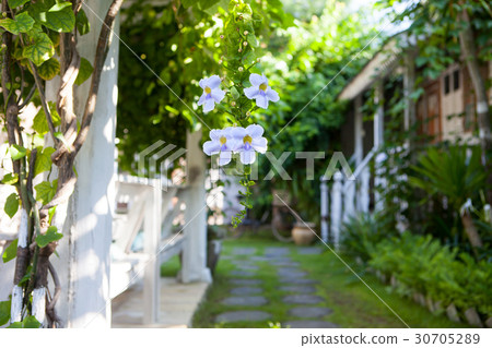 Tropical flowers on a blurred background of garden 30705289