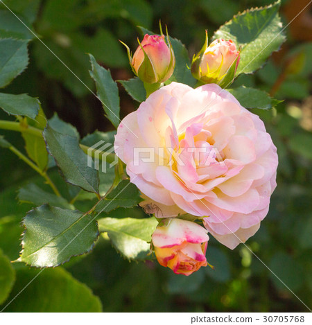 Floral postcard for your design 30705768