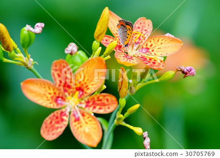 White flower and flower bud White flower and flower bud 30705769