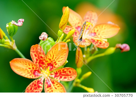 White flower and flower bud 30705770