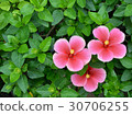 Perfect pink flowers that called Rosa Mallow  30706255