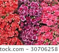 Red pink and purple flower, bouquet background 30706258